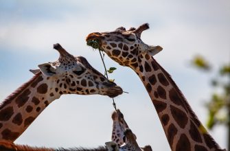 Zoo, zvíře, žirafa, historie, Dvůr Králové