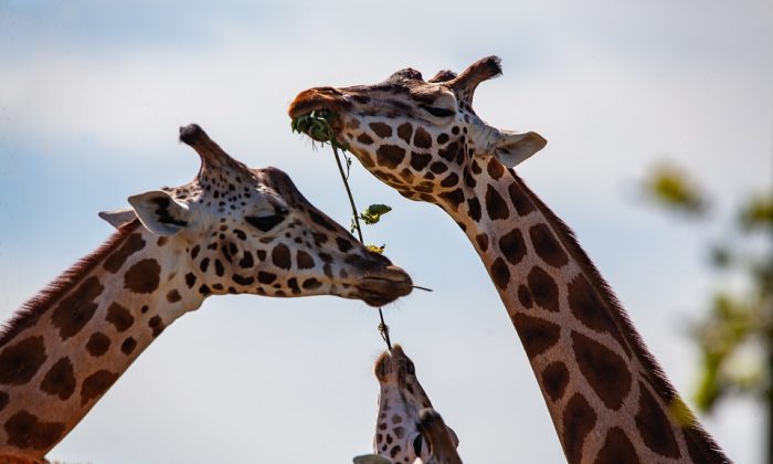 Zoo, zvíře, žirafa, historie, Dvůr Králové