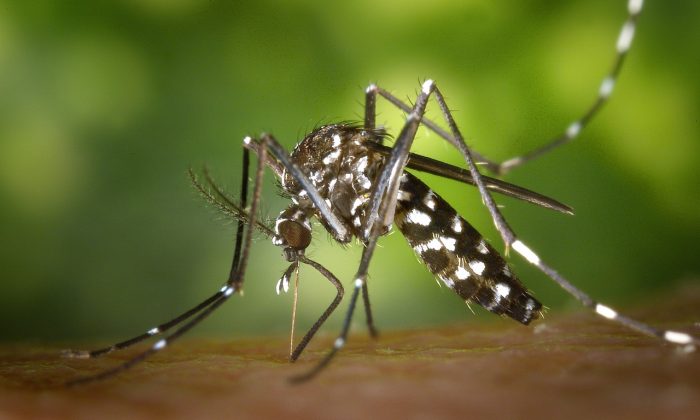 Komár, komár tygrovaný, malárie, dengue, léto