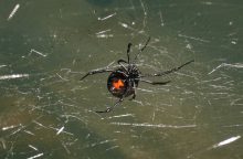 Černá vdova, pavouk, Polsko, nebezpečí, dovolená