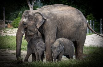 Slon, zranění, sloní mládě, porod, zoologická zahrada, zoo