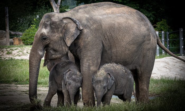 Slon, zranění, sloní mládě, porod, zoologická zahrada, zoo