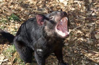 Ďábel medvědovitý, Sarcophilus harrisii, tasmánský čert, Tasmánie, Austrálie