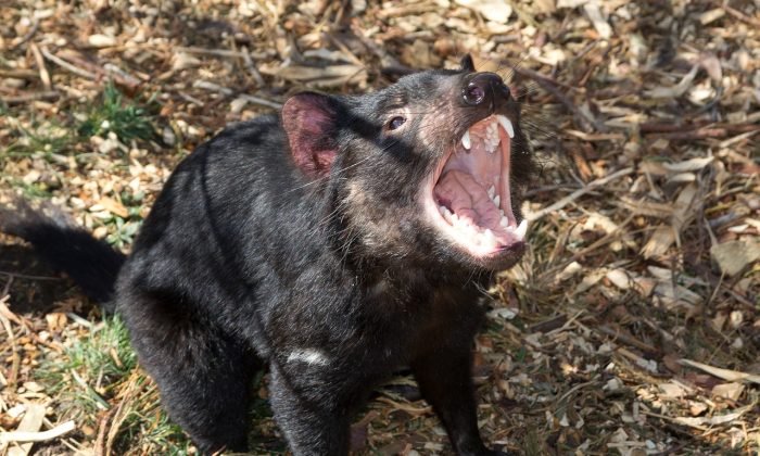 Ďábel medvědovitý, Sarcophilus harrisii, tasmánský čert, Tasmánie, Austrálie