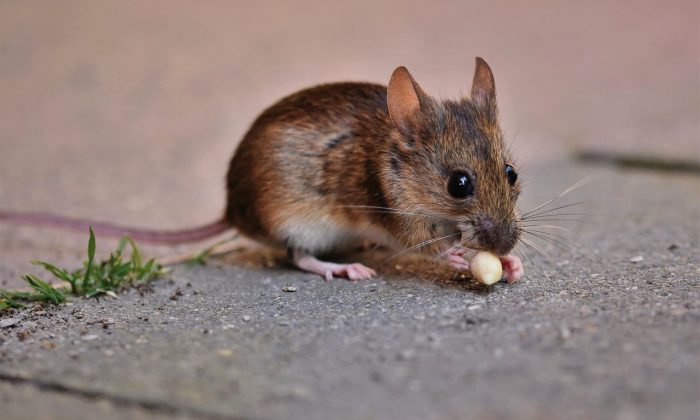 Návnada do pasti na myši, tipy na chytání myší, nejlepší návnada do pasti na myši, sýrový mýtus, arašídové máslo na myši