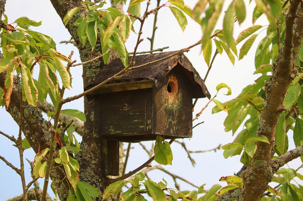 Ptačí budku vám může klidně vybrat i skokan